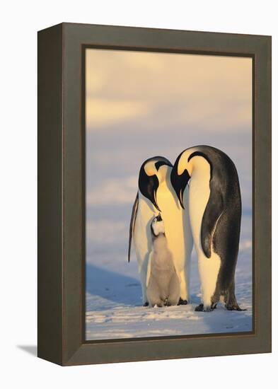 Emperor Penguin Parents with Baby-DLILLC-Framed Premier Image Canvas