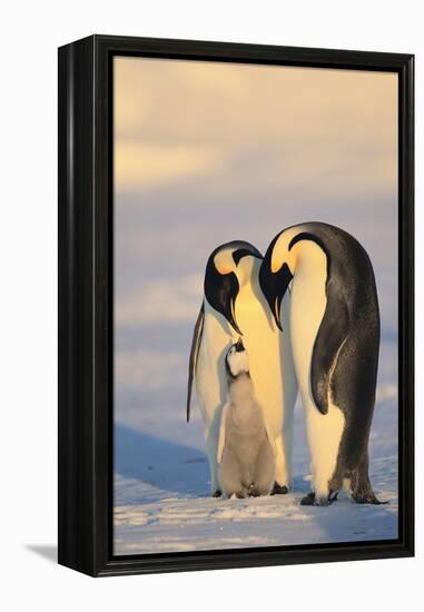 Emperor Penguin Parents with Baby-DLILLC-Framed Premier Image Canvas