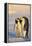 Emperor Penguin Parents with Baby-DLILLC-Framed Premier Image Canvas