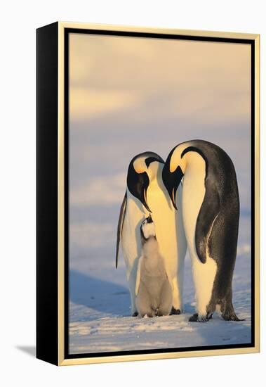 Emperor Penguin Parents with Baby-DLILLC-Framed Premier Image Canvas