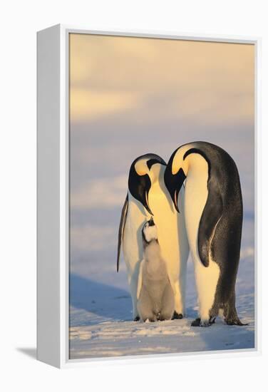 Emperor Penguin Parents with Baby-DLILLC-Framed Premier Image Canvas