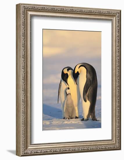 Emperor Penguin Parents with Baby-DLILLC-Framed Photographic Print