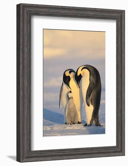 Emperor Penguin Parents with Baby-DLILLC-Framed Photographic Print