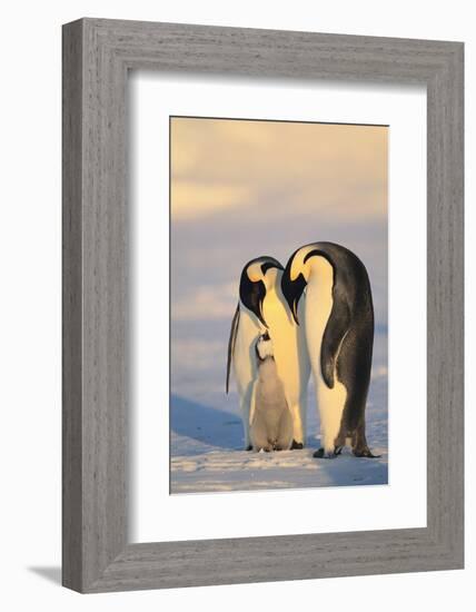 Emperor Penguin Parents with Baby-DLILLC-Framed Photographic Print