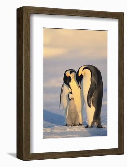 Emperor Penguin Parents with Baby-DLILLC-Framed Photographic Print