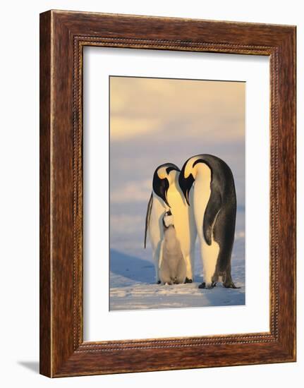 Emperor Penguin Parents with Baby-DLILLC-Framed Photographic Print