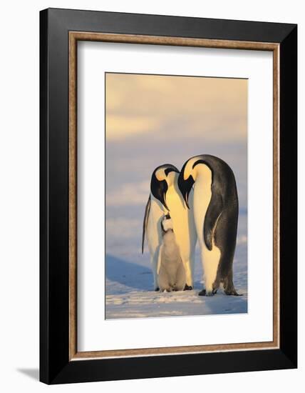 Emperor Penguin Parents with Baby-DLILLC-Framed Photographic Print