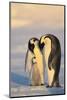 Emperor Penguin Parents with Baby-DLILLC-Mounted Photographic Print