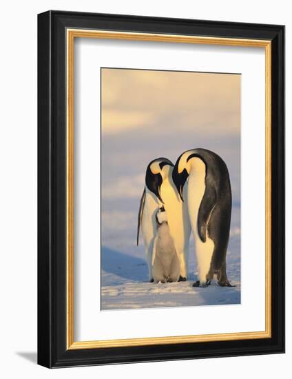 Emperor Penguin Parents with Baby-DLILLC-Framed Photographic Print