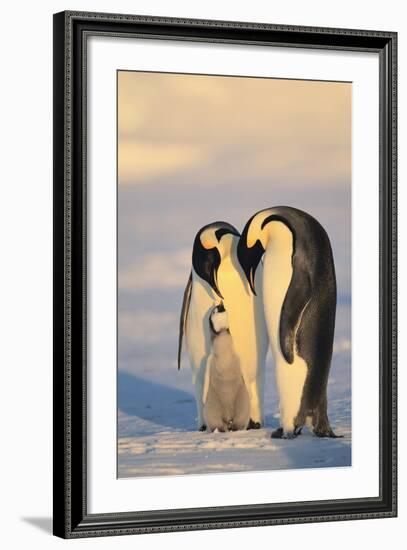 Emperor Penguin Parents with Baby-DLILLC-Framed Photographic Print