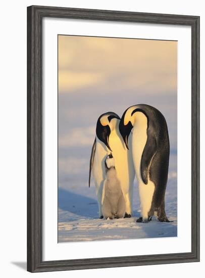 Emperor Penguin Parents with Baby-DLILLC-Framed Photographic Print