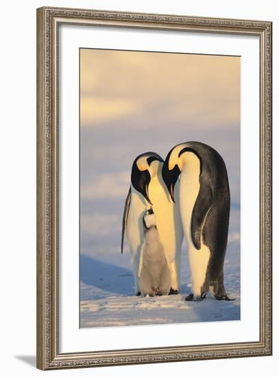 Emperor Penguin Parents with Baby-DLILLC-Framed Photographic Print