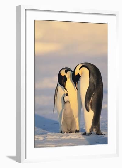 Emperor Penguin Parents with Baby-DLILLC-Framed Photographic Print