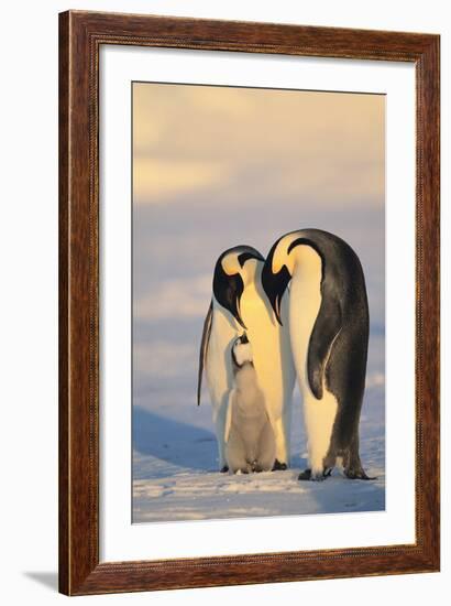 Emperor Penguin Parents with Baby-DLILLC-Framed Photographic Print