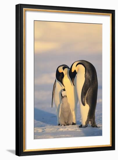 Emperor Penguin Parents with Baby-DLILLC-Framed Photographic Print