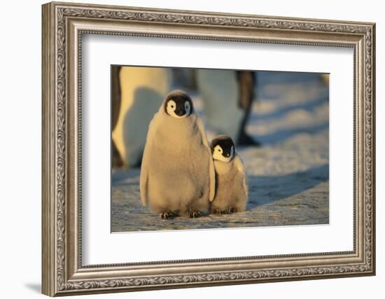 Emperor Penguin Siblings-DLILLC-Framed Photographic Print