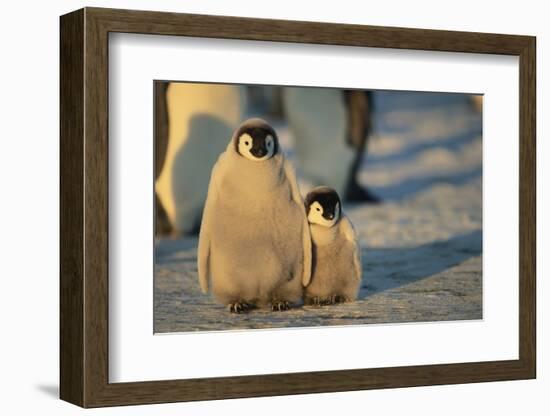 Emperor Penguin Siblings-DLILLC-Framed Photographic Print