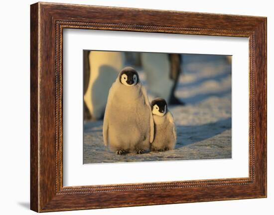 Emperor Penguin Siblings-DLILLC-Framed Photographic Print