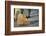 Emperor Penguin Siblings-DLILLC-Framed Photographic Print