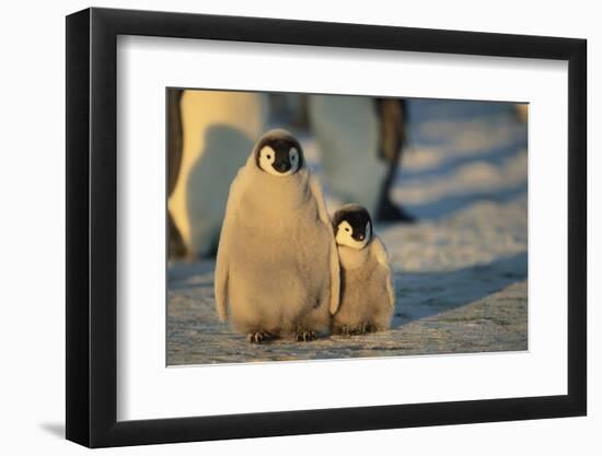 Emperor Penguin Siblings-DLILLC-Framed Photographic Print