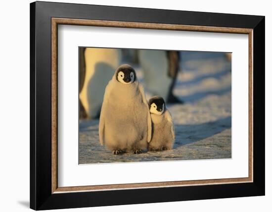 Emperor Penguin Siblings-DLILLC-Framed Photographic Print