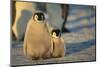 Emperor Penguin Siblings-DLILLC-Mounted Photographic Print
