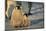 Emperor Penguin Siblings-DLILLC-Mounted Photographic Print