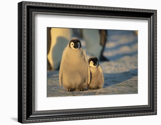 Emperor Penguin Siblings-DLILLC-Framed Photographic Print