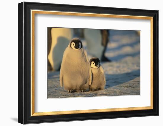 Emperor Penguin Siblings-DLILLC-Framed Photographic Print