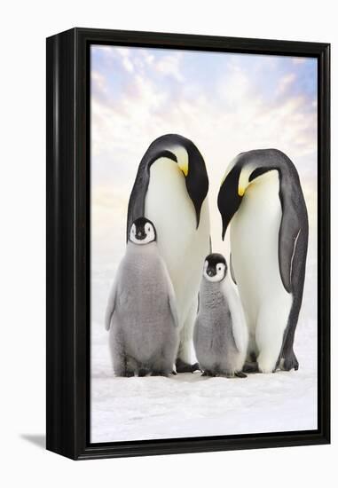 Emperor Penguin, Two Adults with Two Chicks-null-Framed Premier Image Canvas