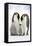 Emperor Penguin, Two Adults with Two Chicks-null-Framed Premier Image Canvas