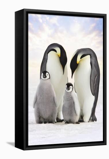 Emperor Penguin, Two Adults with Two Chicks-null-Framed Premier Image Canvas