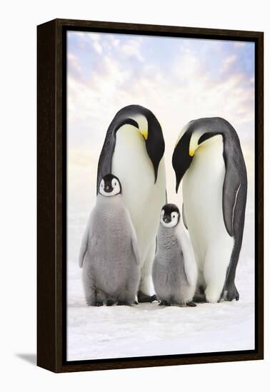 Emperor Penguin, Two Adults with Two Chicks-null-Framed Premier Image Canvas