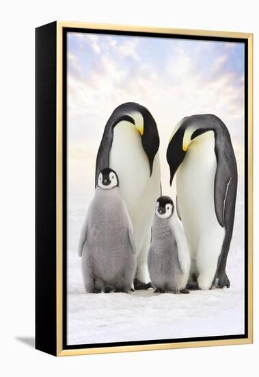 Emperor Penguin, Two Adults with Two Chicks-null-Framed Premier Image Canvas