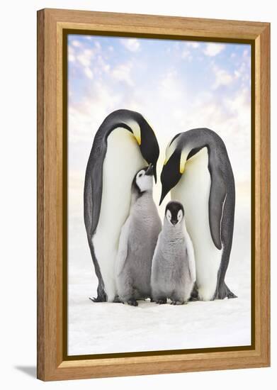 Emperor Penguin, Two Adults with Two Chicks-null-Framed Premier Image Canvas