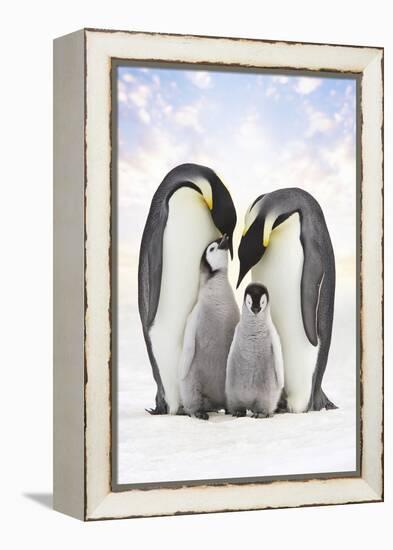 Emperor Penguin, Two Adults with Two Chicks-null-Framed Premier Image Canvas