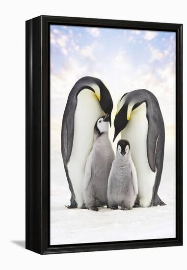 Emperor Penguin, Two Adults with Two Chicks-null-Framed Premier Image Canvas