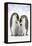 Emperor Penguin, Two Adults with Two Chicks-null-Framed Premier Image Canvas