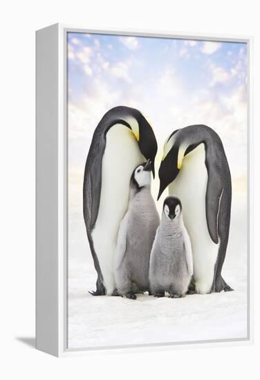 Emperor Penguin, Two Adults with Two Chicks-null-Framed Premier Image Canvas