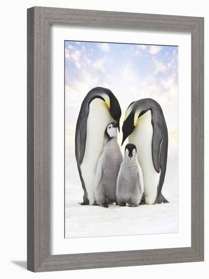 Emperor Penguin, Two Adults with Two Chicks-null-Framed Photographic Print