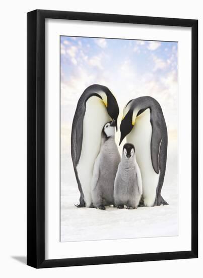 Emperor Penguin, Two Adults with Two Chicks-null-Framed Photographic Print