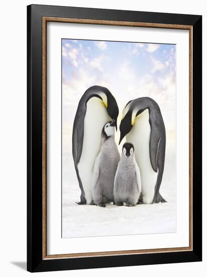 Emperor Penguin, Two Adults with Two Chicks-null-Framed Photographic Print