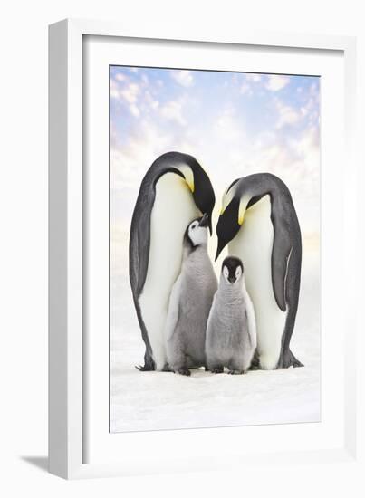 Emperor Penguin, Two Adults with Two Chicks-null-Framed Photographic Print