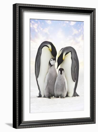 Emperor Penguin, Two Adults with Two Chicks-null-Framed Photographic Print