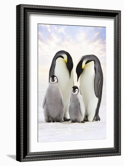 Emperor Penguin, Two Adults with Two Chicks-null-Framed Photographic Print