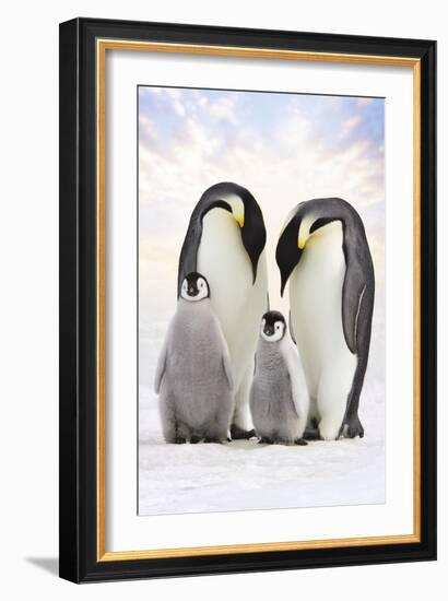 Emperor Penguin, Two Adults with Two Chicks-null-Framed Photographic Print