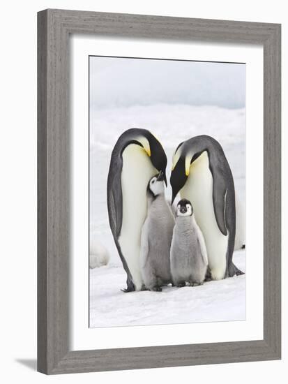 Emperor Penguin, Two Adults with Two Chicks-null-Framed Photographic Print