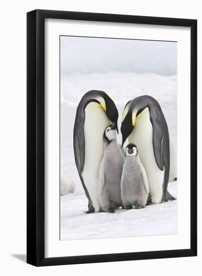 Emperor Penguin, Two Adults with Two Chicks-null-Framed Photographic Print