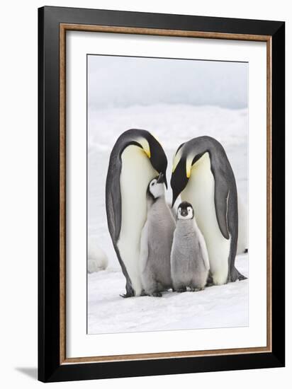 Emperor Penguin, Two Adults with Two Chicks-null-Framed Photographic Print