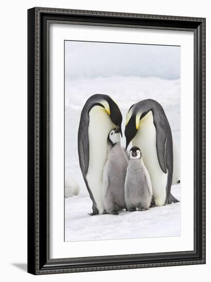 Emperor Penguin, Two Adults with Two Chicks-null-Framed Photographic Print